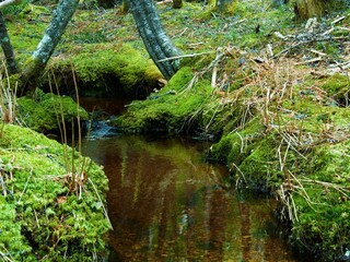 Fototapeta na wymiar small clean river in the wild forest