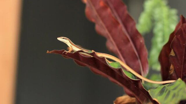 the Asian grass lizard, six-striped long-tailed grass lizard, or long-tailed grass lizard