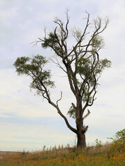 Dry tree in the autumn farm field