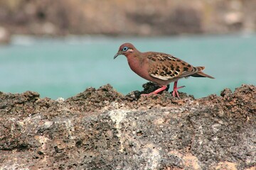 Paloma de Galapagos