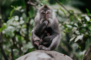 Naklejka na ściany i meble Mother long-tailed macaque holding its baby at Ubud Monkey Sanctuary, Bali