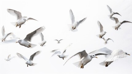 Fototapeta premium A flock of seagulls flying in the sky. Generative AI image.