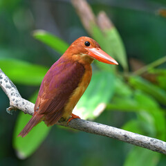 Ruddy Kingfisher Bird
