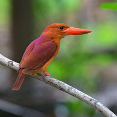 Ruddy Kingfisher Bird