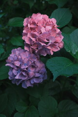 2 hydrangea in the garden after the rain