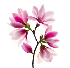 Fotobehang pink magnolia flower isolated, Generative AI © nali