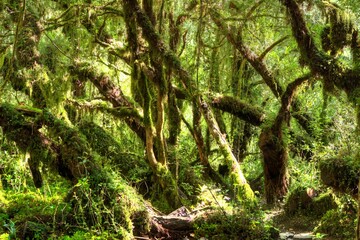 Photo of a vibrant and dense forest in Chile