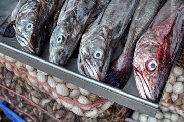 Photo of a colorful display of fresh fish on a shelf, representing the vibrant flavors of Chilean cuisine"CHI_2017_0016_det_aff_tpz_result.jpg