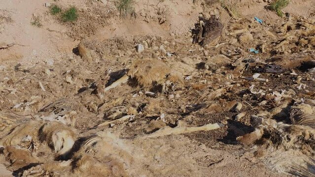 Dead Pit-Department of Natural Resources drop off for winter and road killed deer and elk-decomposing animal carcasses. 