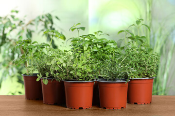 Different aromatic potted herbs on wooden table
