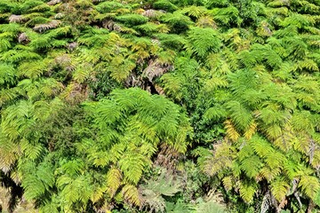 Photo of an aerial view of a vibrant and pristine green forest in Patagonia, Chile, near the Chaiten volcano