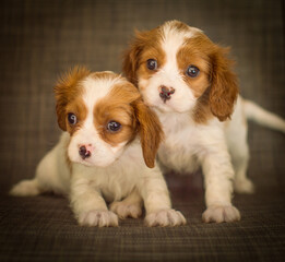 cavalier king charles spaniel
