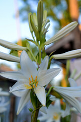 Beautiful white lily flowers. Shallow depth of field.