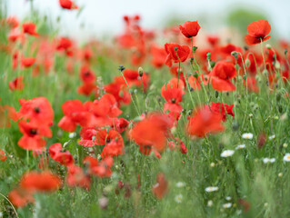 field of poppies
