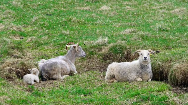 Newborns Cute Small Icelandic Lambs Herd Of Sheeps On The Pasture Between Mountains And Hills Nice Animals Beautiful Spring Nature In Iceland Organic Animal Production Wool And Meat Production