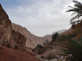 Fototapeta na wymiar Mountain gorge with palm trees Egyptian Vaadi 