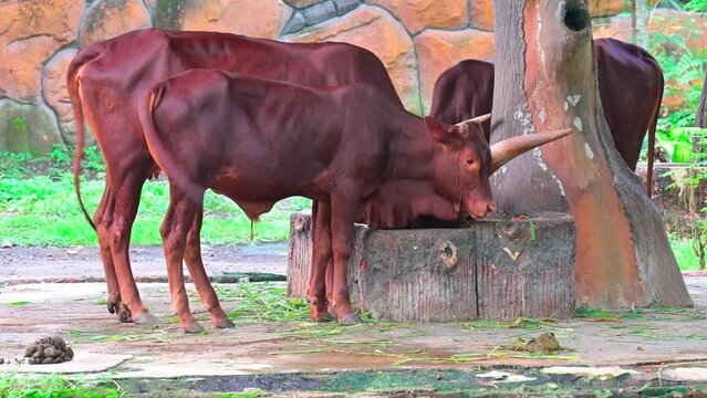 Watusi ( Bos primigenius taurus watusi ) is a suckling bull-like animal with a double hull, dark brown skin and has large horns