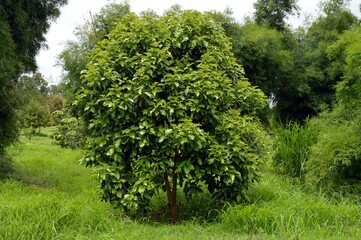 tree in the garden