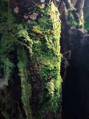 Green moss on tree trunk