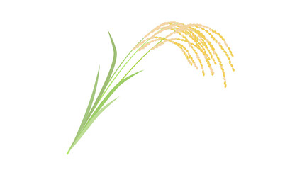 稲穂（背景透過）のイラスト © enn_mayu
