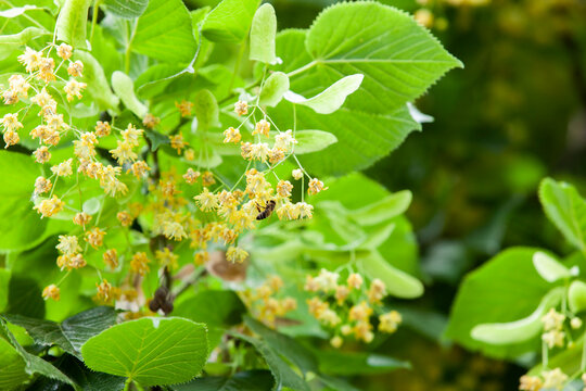 A bee pollinates linden flowers. Linden honey production.