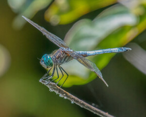 Blue Dasher Dragonfly in Destruction Brook Woods, Dartmouth, Massachusetts 