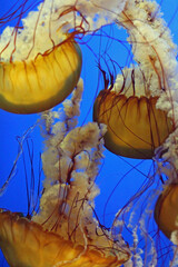 jelly fish in aquarium