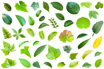 葉っぱ一枚ずつの切抜き集（背景透過）