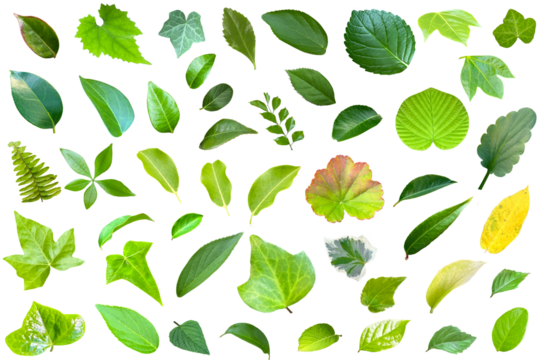 葉っぱ一枚ずつの切抜き集（背景透過）