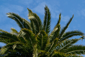 Obraz na płótnie Canvas palm trees on a sunny day in California