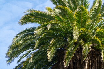 Fototapeta na wymiar palm trees on a sunny day in California