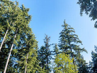 trees against sky