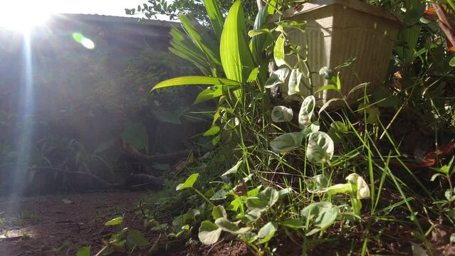 Morning Sunlit Flora: Captivating 4K Nature
Experience the enchanting beauty of plants illuminated by the morning sun in this captivating 4K stock-selling video captured with a DJI Osmo Action camera.
