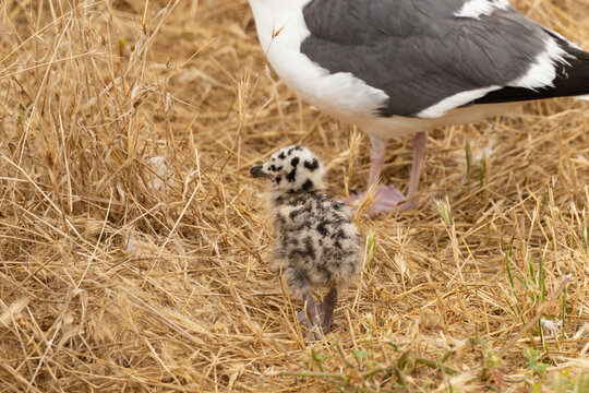 Western Seagull chick in tall brown grass