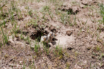 Gophers in wildlife among the grass near the holes. Gopher cubs near a hole on a sunny summer day. Wild animals in their natural habitat.