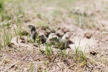 Gophers in wildlife among the grass near the holes. Gopher cubs near a hole on a sunny summer day. Wild animals in their natural habitat.