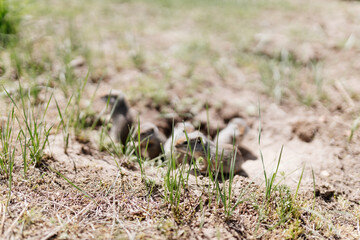 Gophers in wildlife among the grass near the holes. Gopher cubs near a hole on a sunny summer day. Wild animals in their natural habitat.