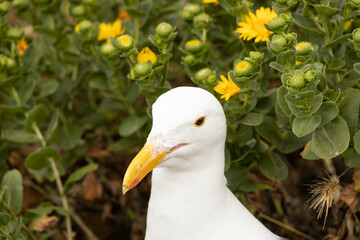 Western Seagull head close-up with yellow flowers in background
