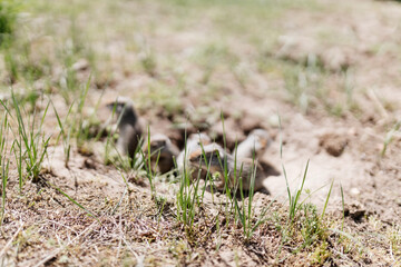 Naklejka na ściany i meble Gophers in wildlife among the grass near the holes. Gopher cubs near a hole on a sunny summer day. Wild animals in their natural habitat.