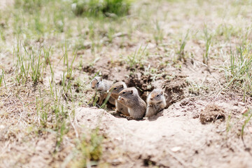 Gophers in wildlife among the grass near the holes. Gopher cubs near a hole on a sunny summer day. Wild animals in their natural habitat.