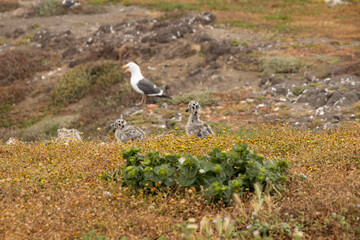 Two Western Seagull chicks in the grass on Anacapa Island, Channel Islands National Park, California