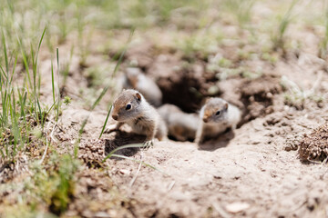 Naklejka na ściany i meble Gophers in wildlife among the grass near the holes. Gopher cubs near a hole on a sunny summer day. Wild animals in their natural habitat.