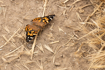 butterfly on the ground