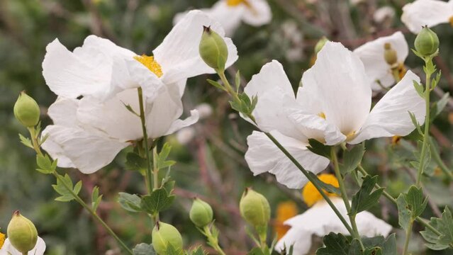  California tree poppy (Romneya coulteri). Large white flowers with a diameter of 10-18 cm. Many wild plants still bloom in early summer in California.