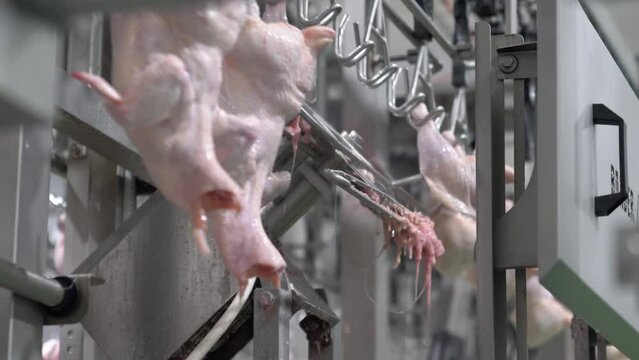 Chicken on automatic line to cutting a half machine in poultry meat processing plant.