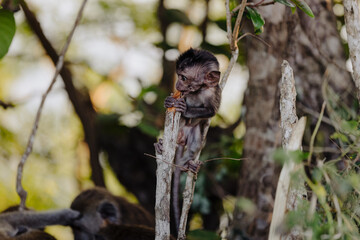 Baby long-tailed macaque monkey in Ubud monkey sanctuary