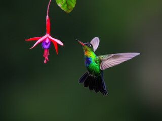 Fototapeta premium Fiery-throated Hummingbird in flight feeding on purple flower against green background