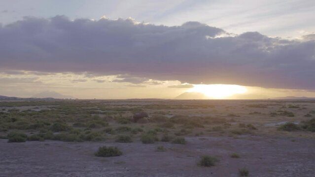 Aerial stock footage of lone Elephant in Amboseli National park with the sunseting