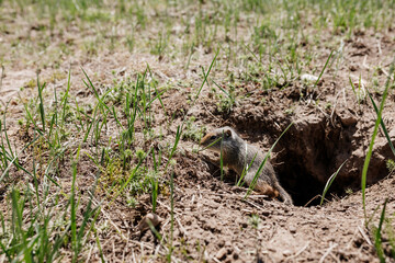 Gopher sits and looks out of his hole among the green grass. Wild animal in wildlife close-up. Baby gopher eats grass
