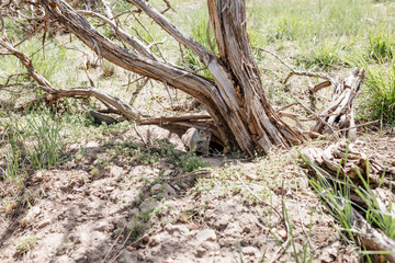 Gopher sits and looks out of his hole among the green grass. Wild animal in wildlife close-up. Baby gopher eats grass